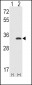 CDC2 Antibody (N-term)